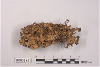 藏品(腎島衣屬)的圖片